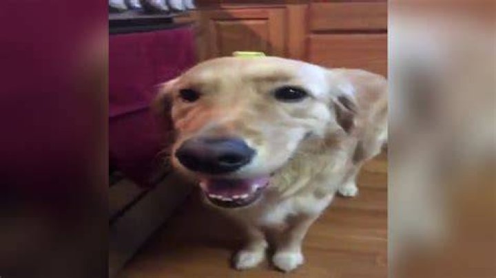 Butter Dog the dog with the butter butter dog dog with the butter on