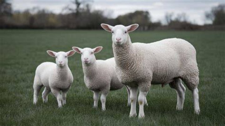 Exploring The Unique World Of Cedarian Lamb