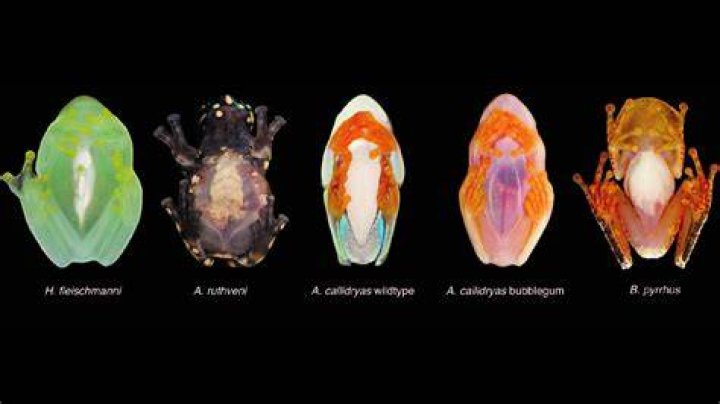 Frogs And Femininity: The Enigmatic Woman And Frog Video Phenomenon