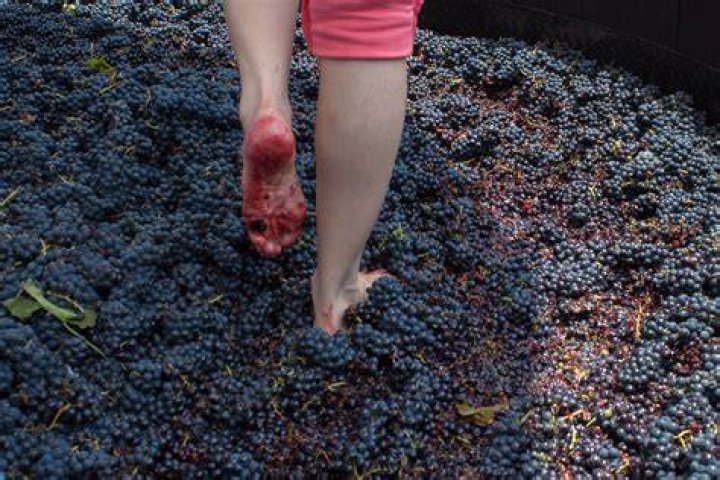 Grape Stomping is a Photogenic Process with Practical Benefits Wine