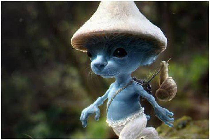 &iquest;Qu&eacute; es el gato pitufo? El meme viral en redes sociales Sociedad