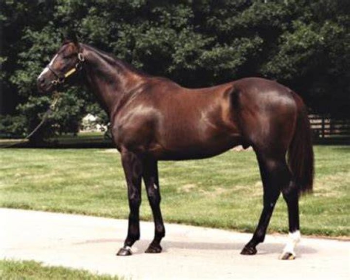 Jump Start, Irish War Cry Lead Northview Stallion Station's 2019 Roster