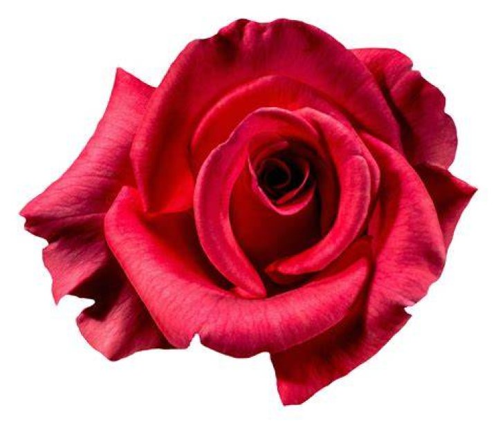 Red Rose Flower Top View PNG Image PurePNG Free transparent CC0 PNG