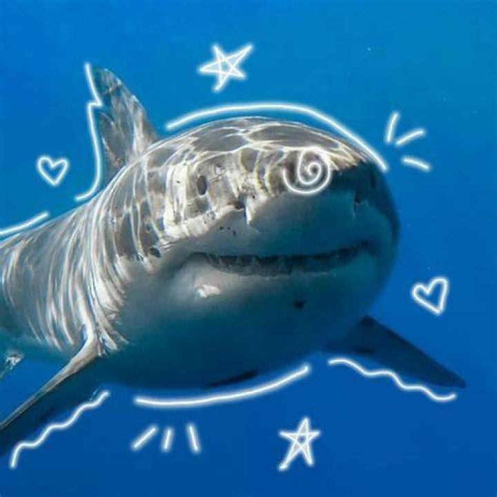 Shark Pfp