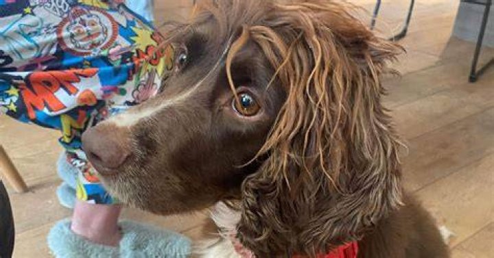 Two Dogs Die After Exposure To High Temps For Too Long